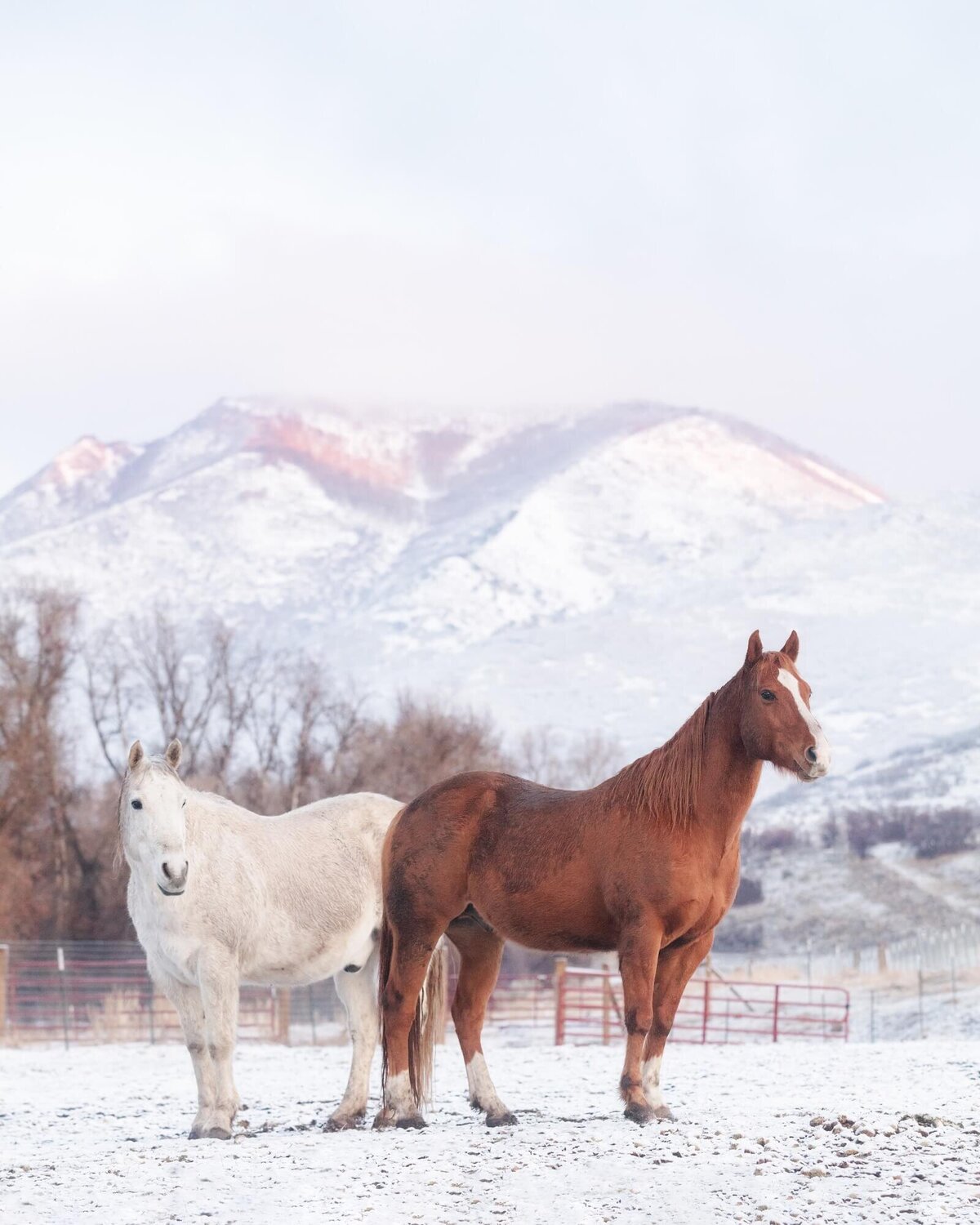 BSK_Experiences_Equine_New-Horses-2020-52