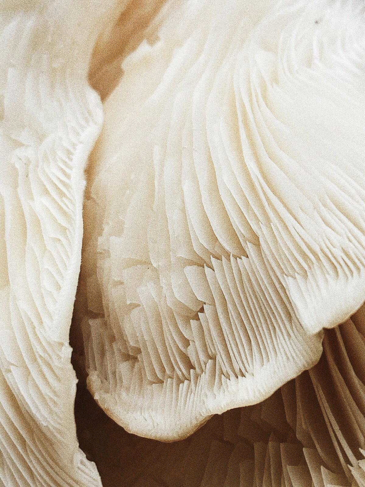 Shell Detail | Nicole Chapman Design