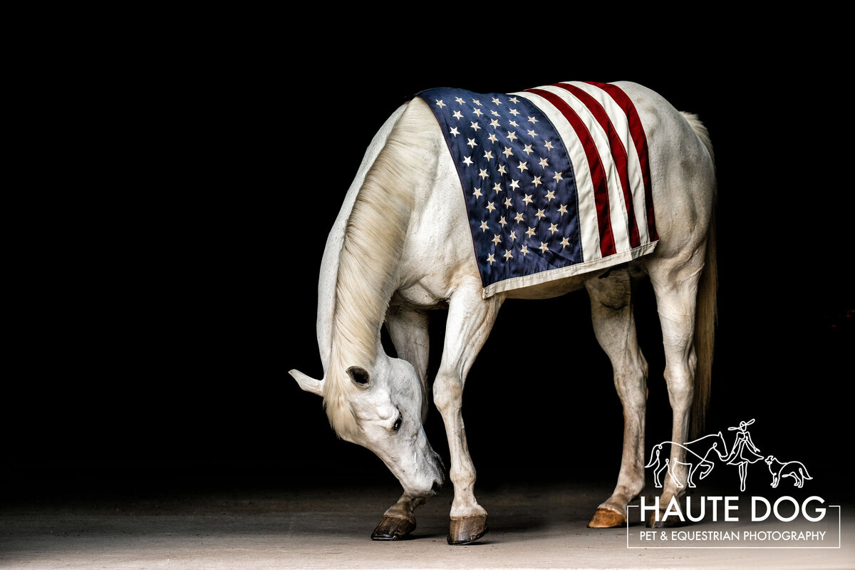 Black background portrait of a white grey horse bends his knee and bows his head with the American flag draped over his back for Memorial Day.