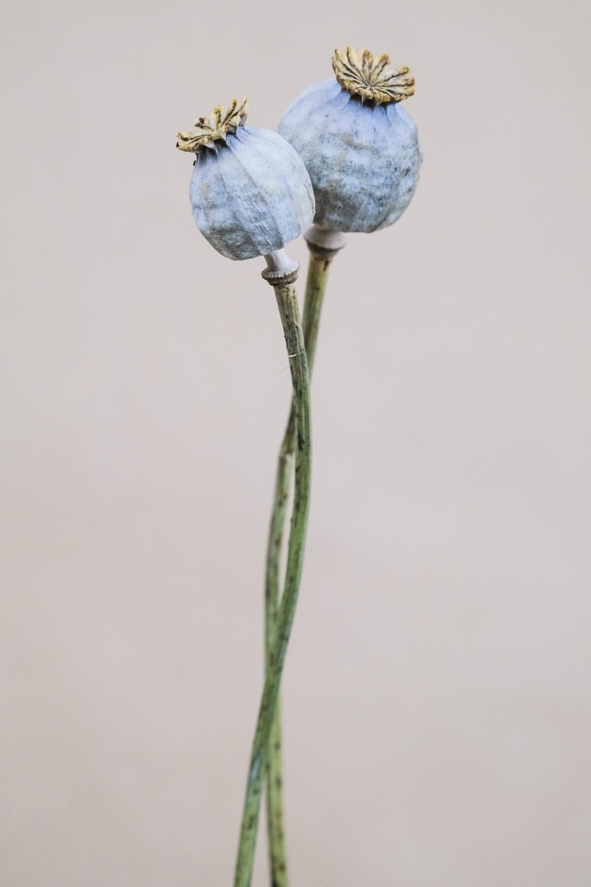 severin-candrian-U1FinghNs3U-unsplash