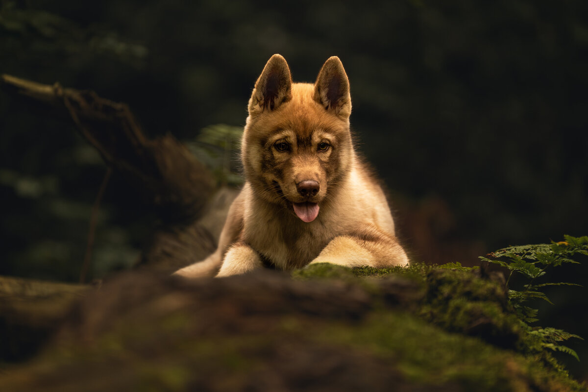 Deij Fotografie|Honden-Vughtse Heide|   Foxy 1605