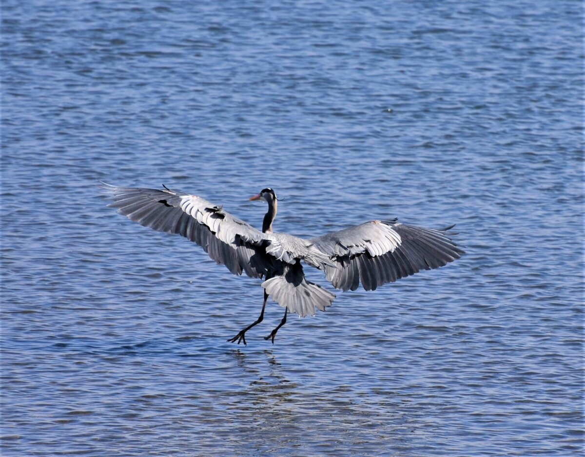 landing Heron