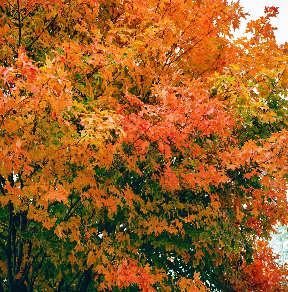 Louisville-Kentucky-Film-Photographer-54