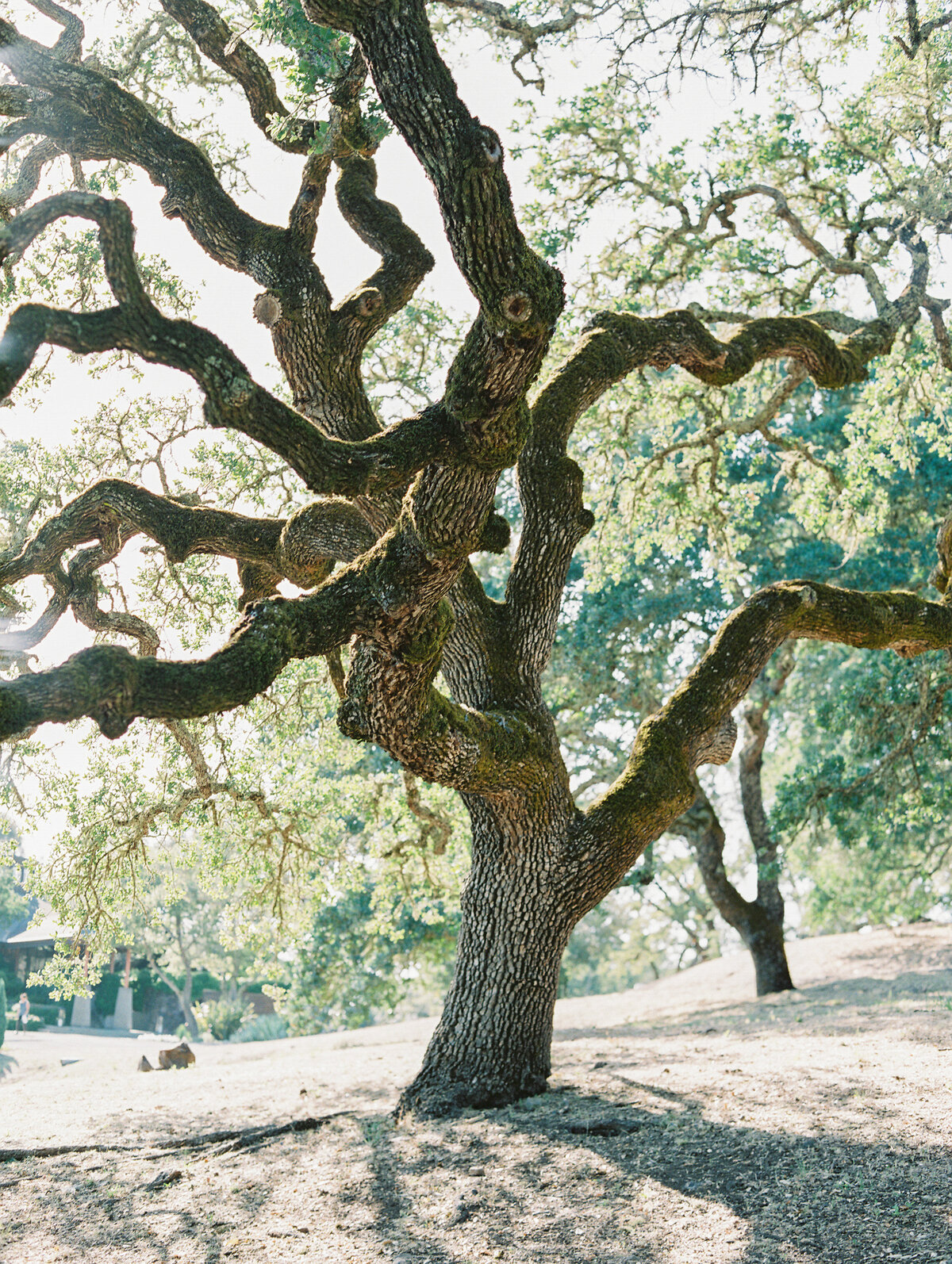 napa-sonoma-bay-area-wedding-photographers-the-tenneys-at-private-estate-wedding-04