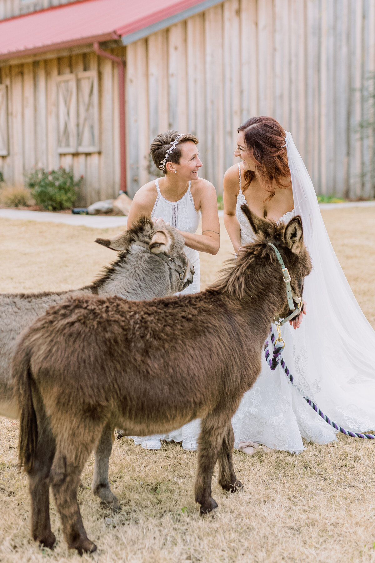 donkey-lgbt-wedding-lesbian