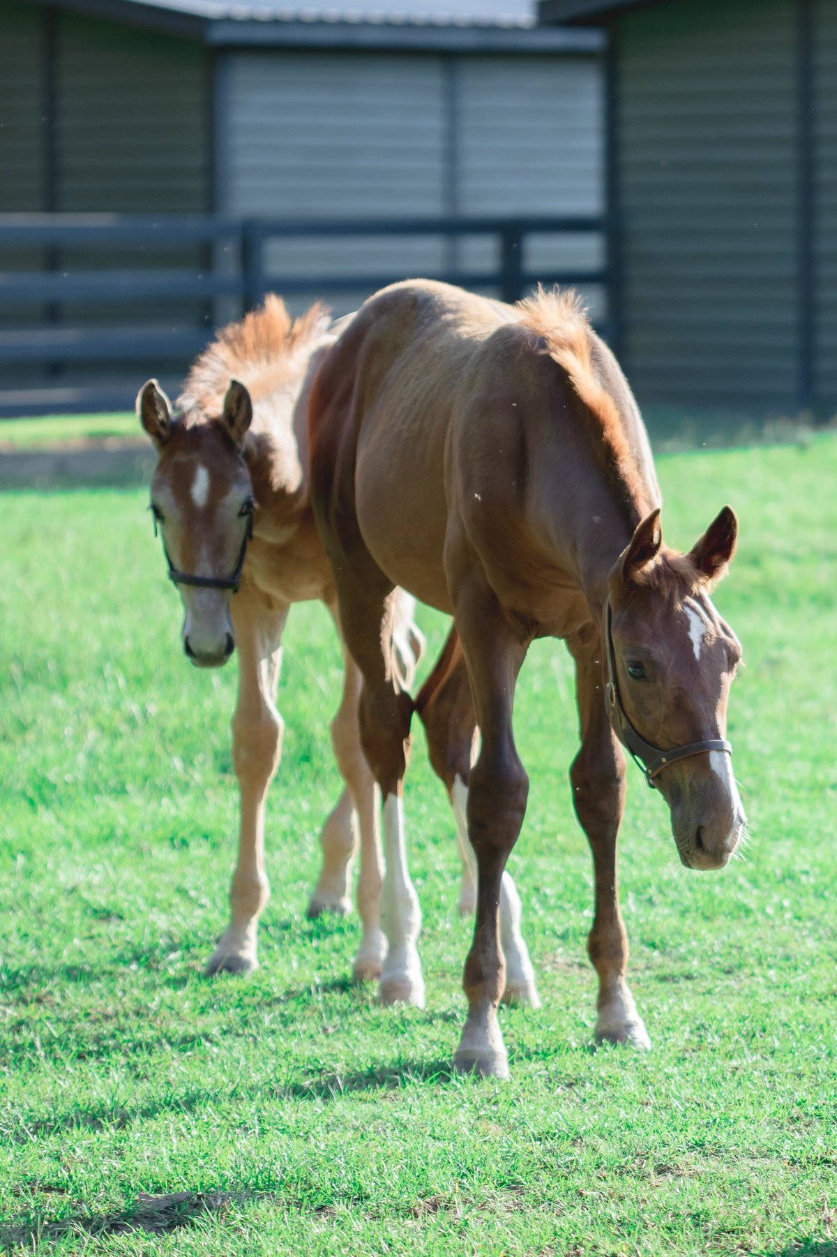 Windwood_Equestrian_horse_sales_breeding_sporthorse_alabama_stallion252