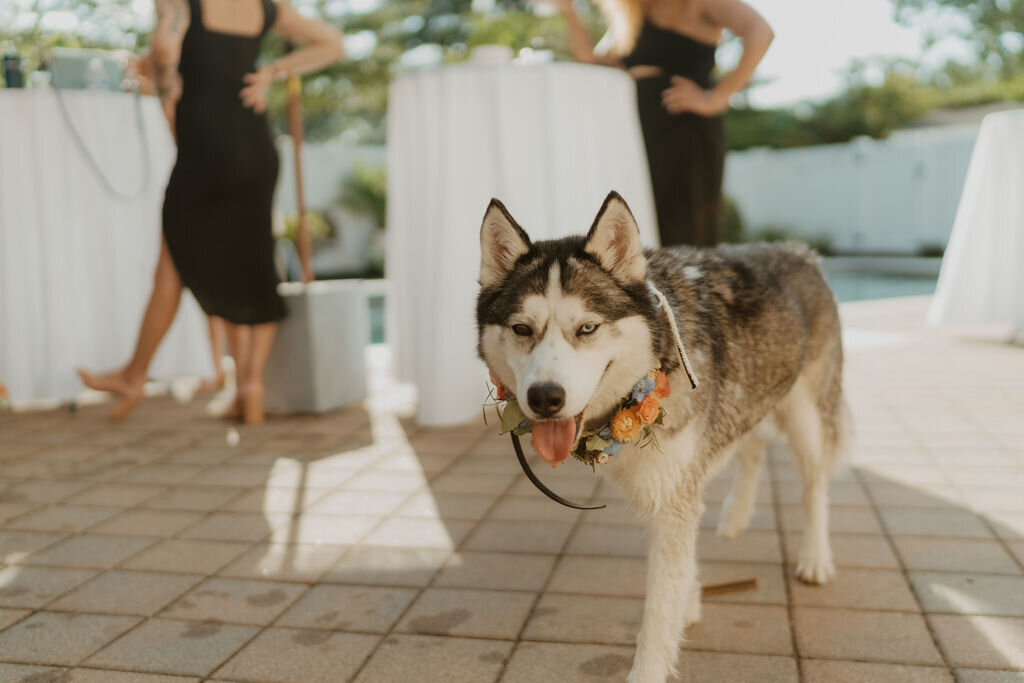 Backyard wedding reception in New Jersey