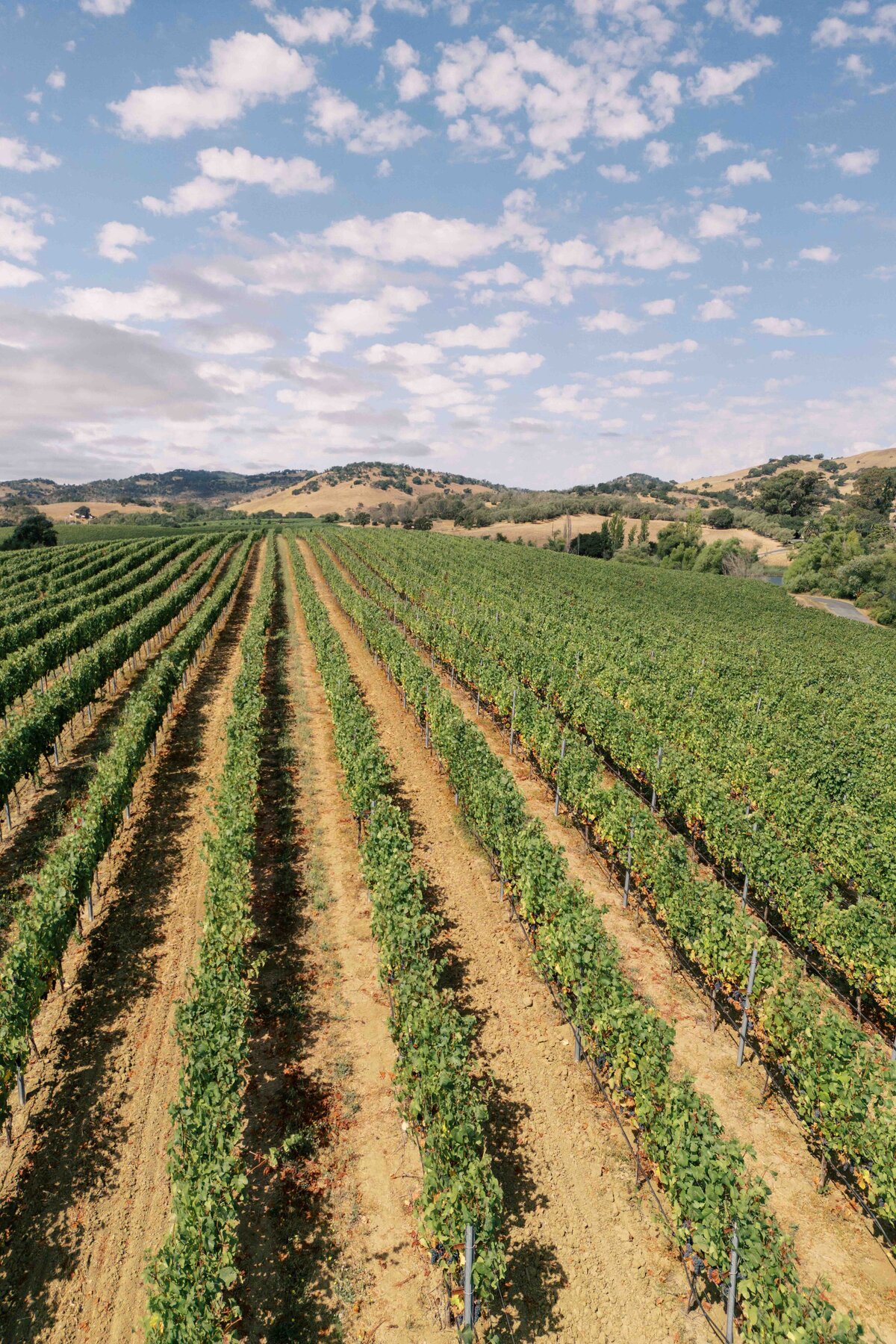1WILLOWAND-BEN-WEDDING-PHOTOGRAPHER-NAPA-8