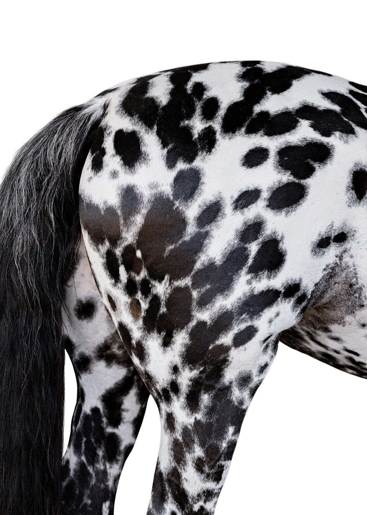 appaloosa-horse-white-background-portrait