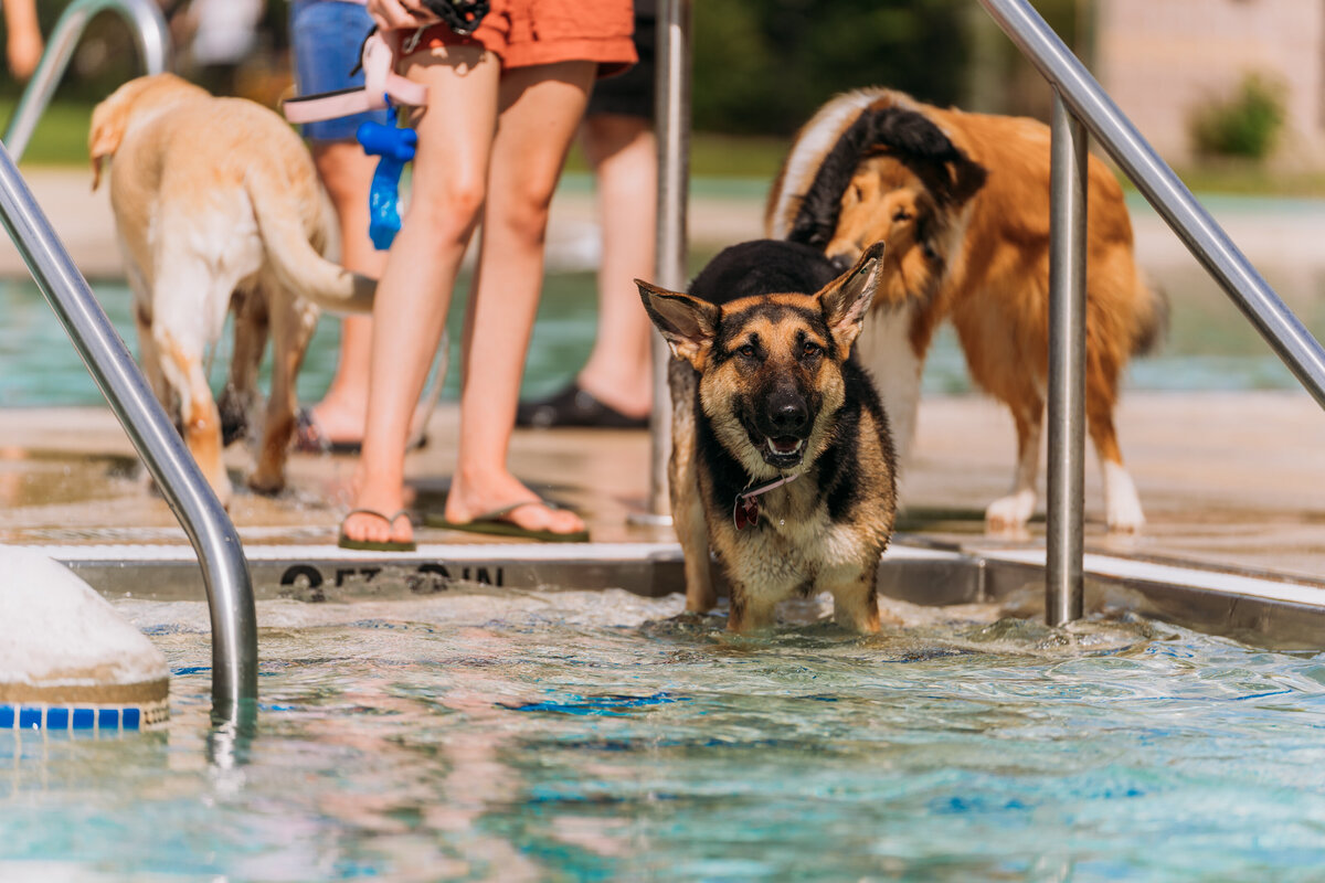 dog at pool