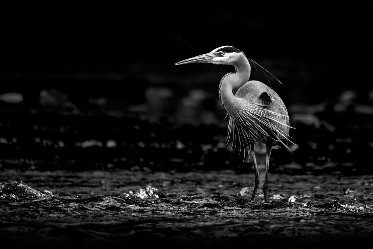 Blue Heron in Black and White by Michael Kaal Photography 