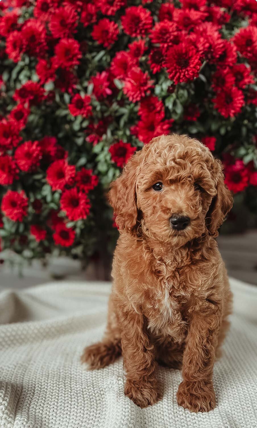 Salish Sea Miniature Poodles--139