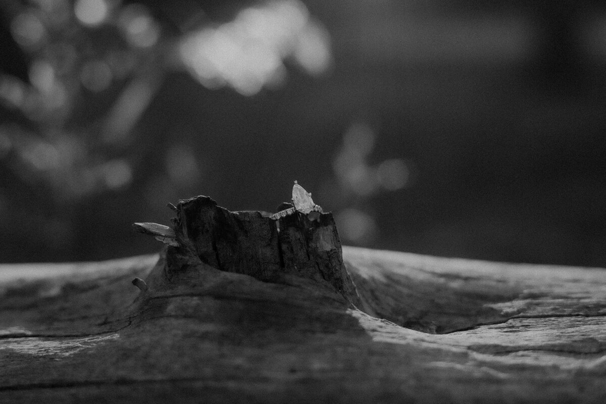 An engagement ring on a tree stump.