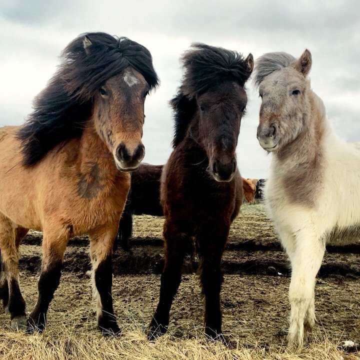 3 icelandic horses