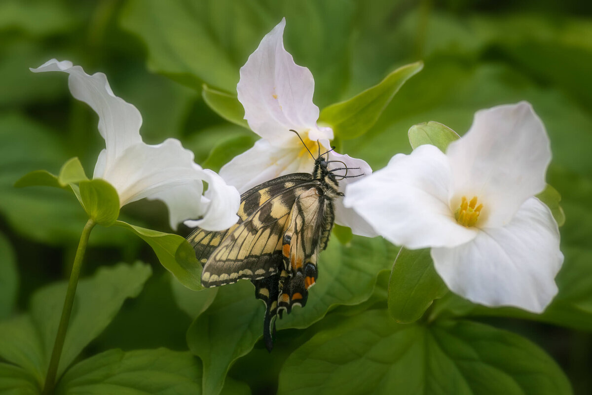 TN-Great-Smoky-Mountains-Nationla-Park-Landscape-Nature-Photography-Chrissy-Donadi-Trillium-Butterfly