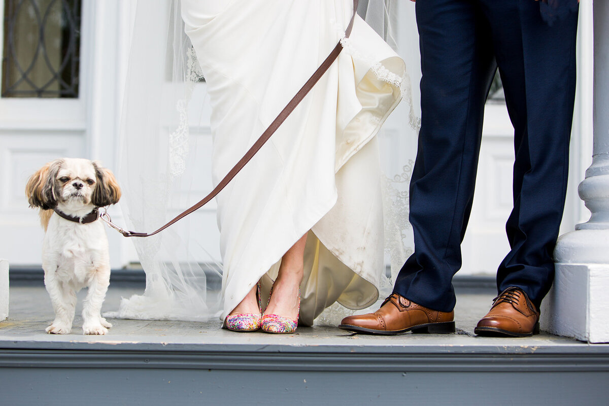 dogs-on-wedding-stella-blue-photography-ct