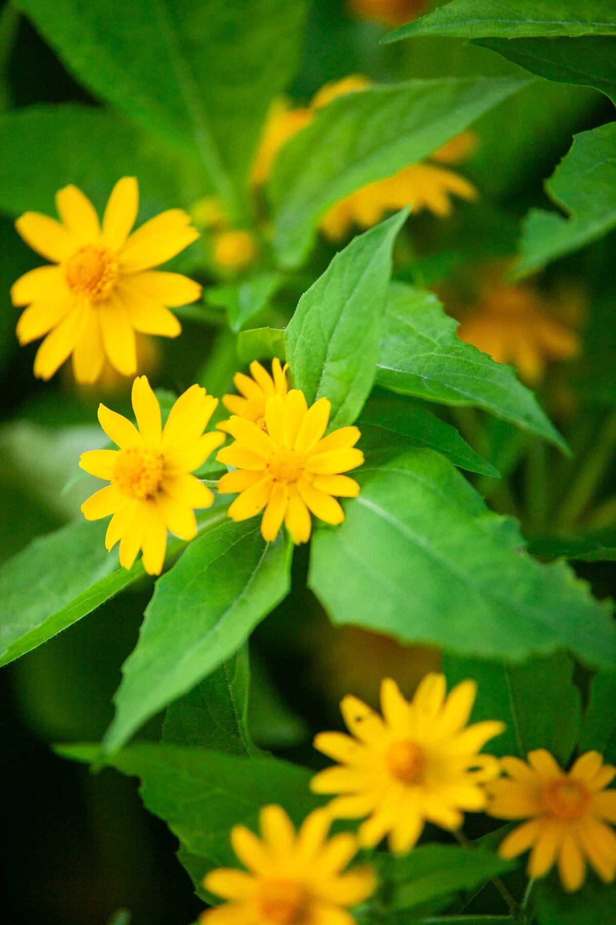 oatlands-plantation-flowers