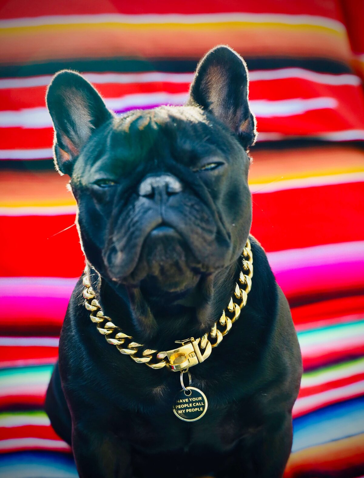 KS-Gray-Photography-Travel-Photographer-black-french-bulldog-with-chain