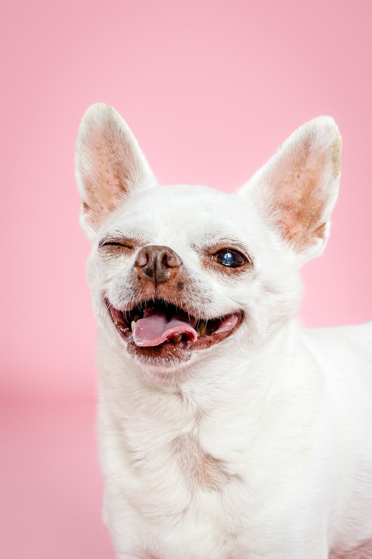 Gallery Portfolio- The Beloved Pup Photo Studio Alabama Dog and Pet Photographer 10