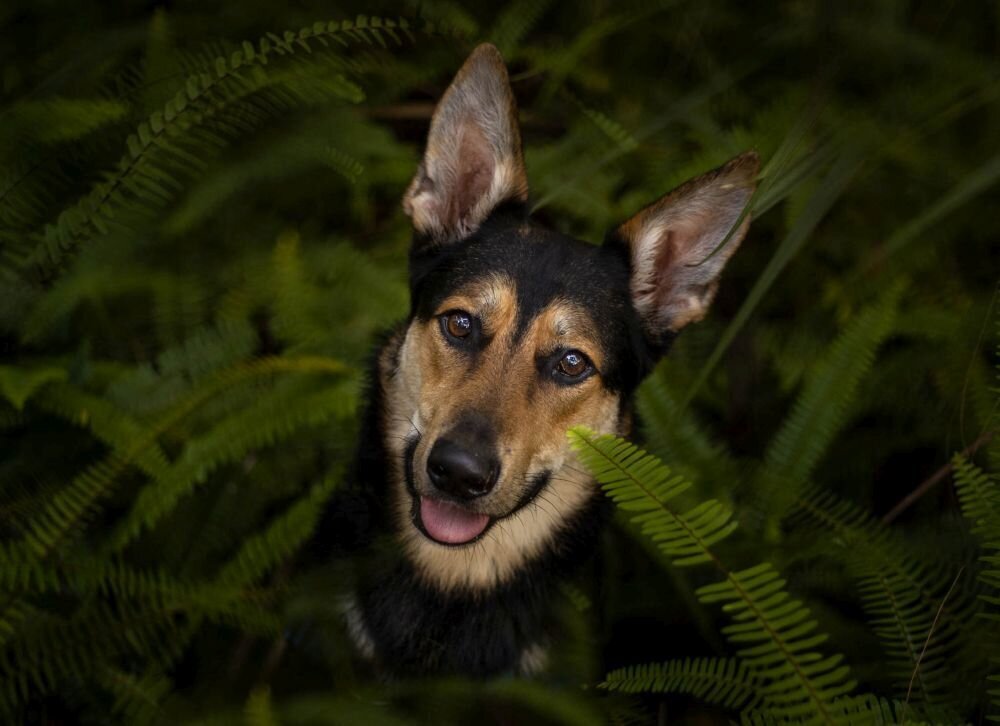 lilla-bordas-portraits-tampa-DOG-photographer1454_1