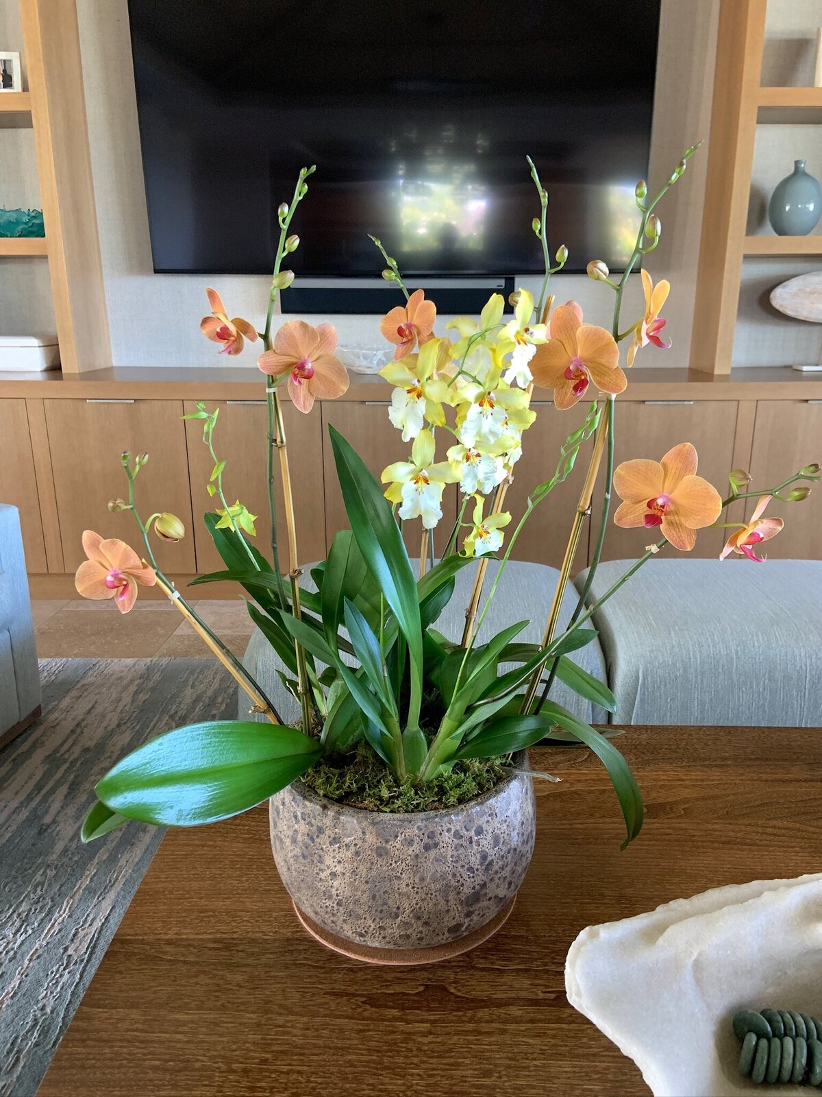 soft orange phalaenopsis orchids