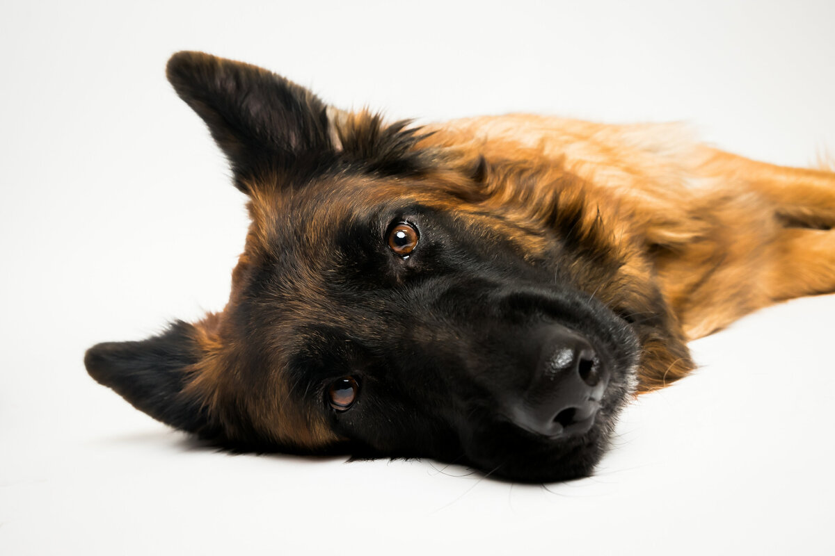 German shepherd dog lays down for pet photos