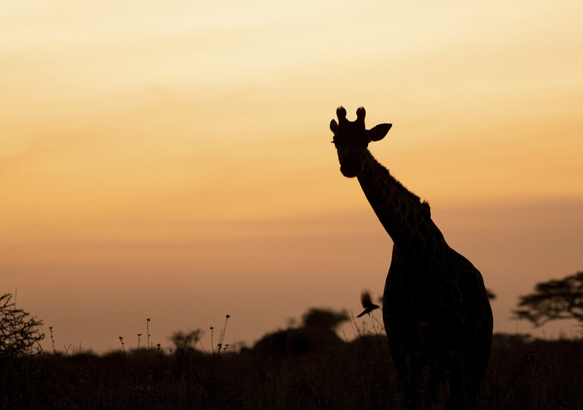 Giraffe at sunset in Serengeti National Park