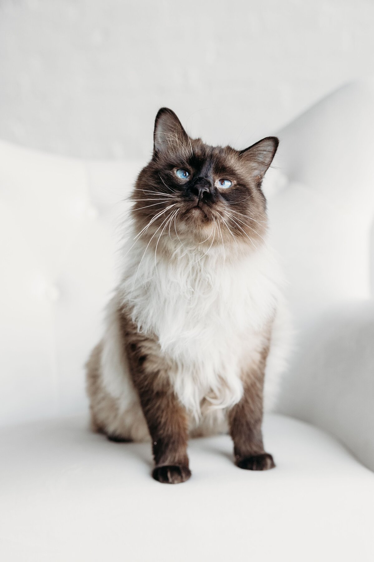 White long haired Siamese cat sitting in a white chair. 