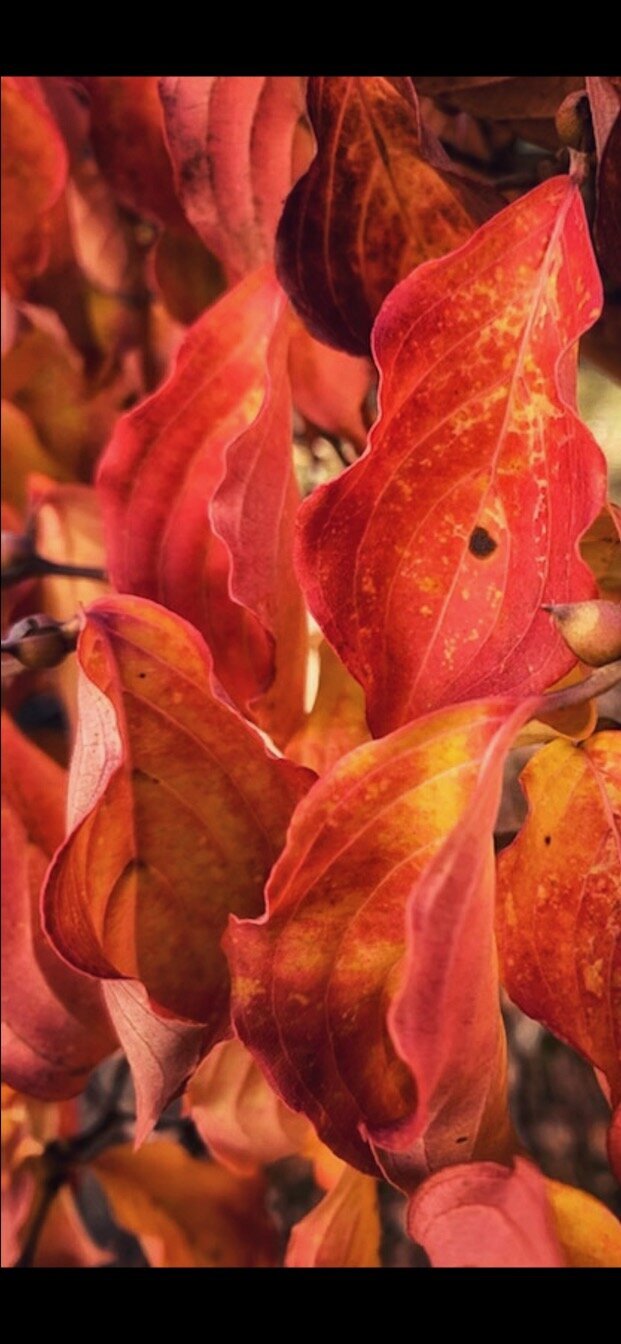 image00004