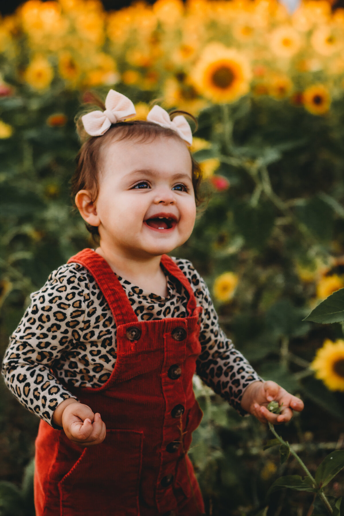 sunflower-31