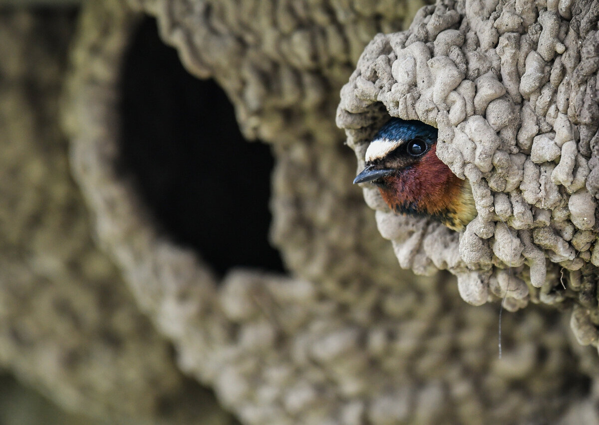 Cliff Swallow 2