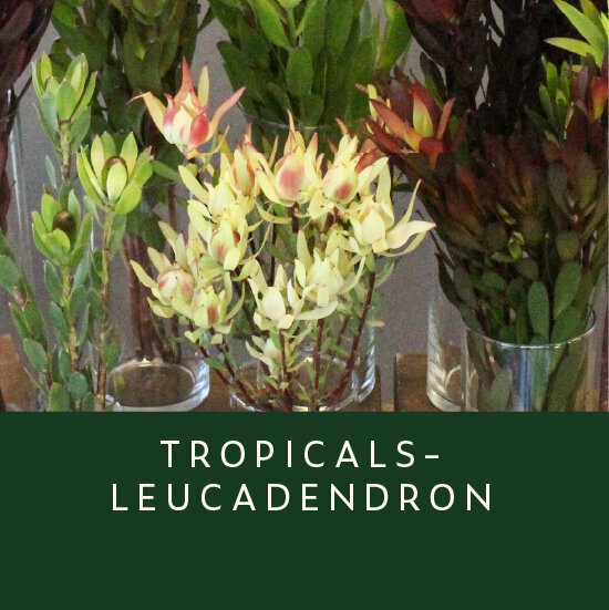 Tropicals-Lucadendron