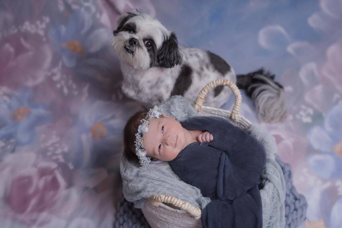 baby in a basket with dog newborn photos