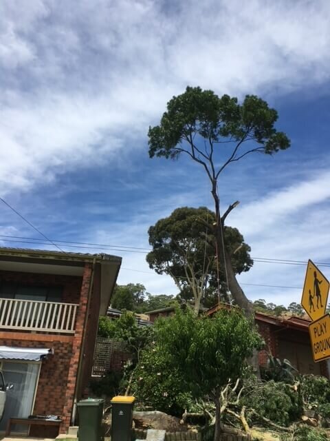 Evergreen Tree Services SA-Removal between Houses 001