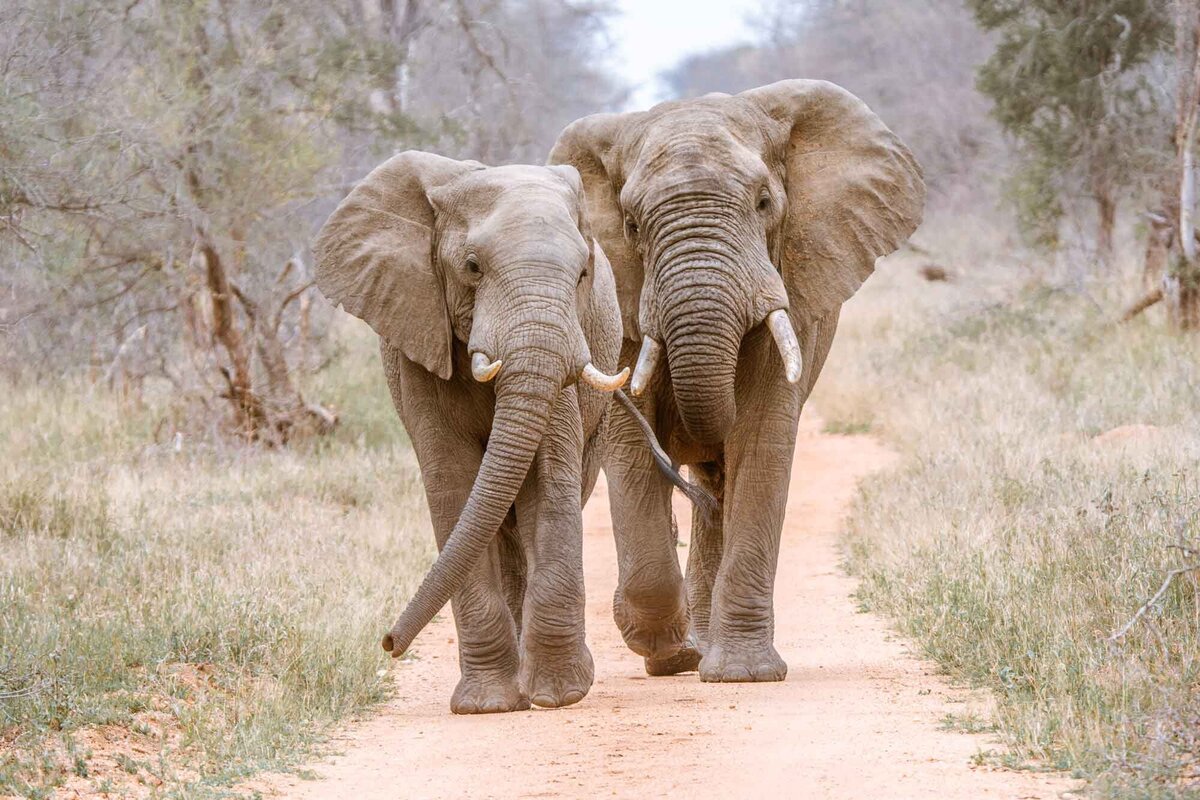 5ff95c17fce49ba5033f0538_Mammals_elephants