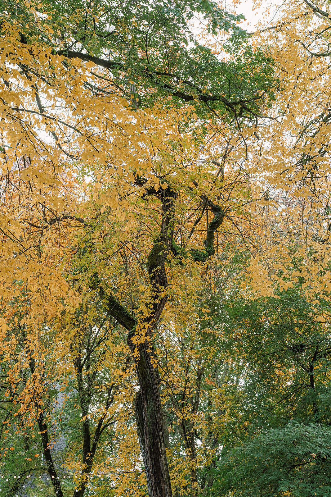 Lea-and-Cole-Portland-Oregon-Wedding-6