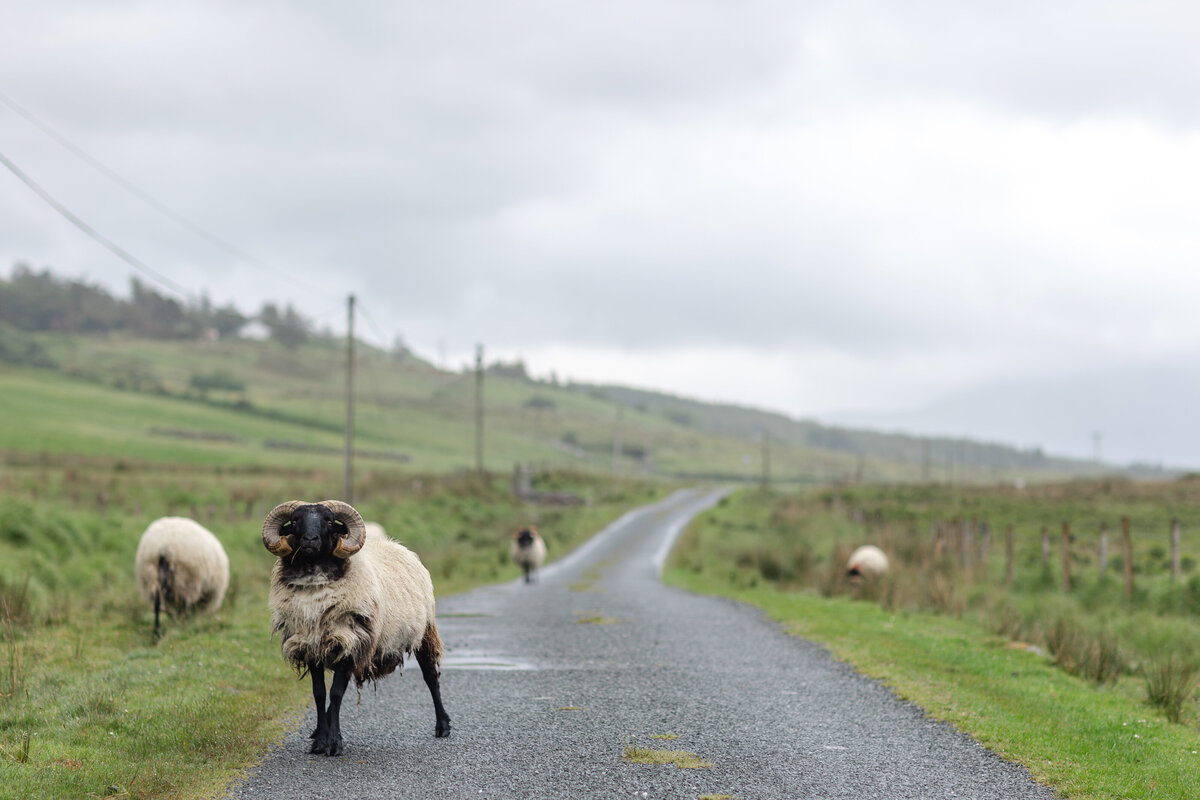 Ireland-Wild Atlantic Way-Sheep-Family Travel Photographer-Homeschool Travel Photographer-Travel Photographer-Kate Neal Photography