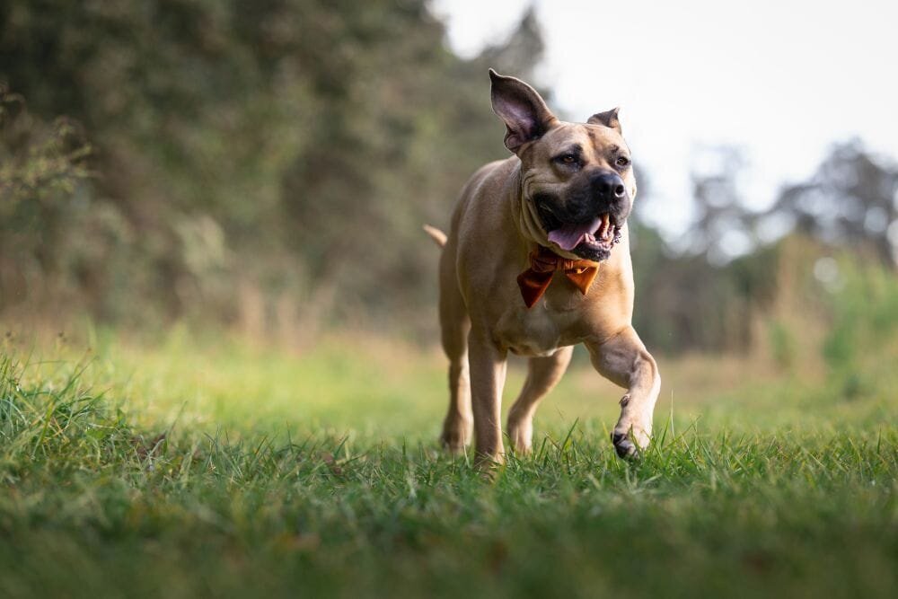 lilla-bordas-portraits-tampa-DOG-photographer1436_1