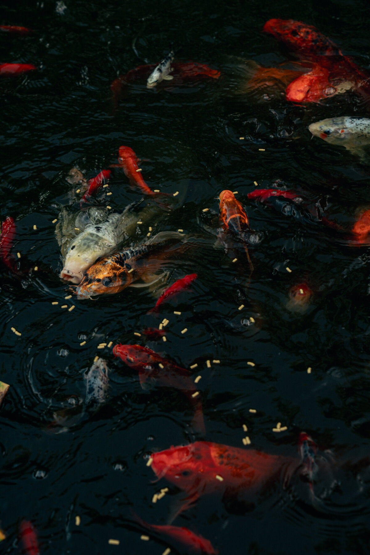 Freedom Fest Koi Pond