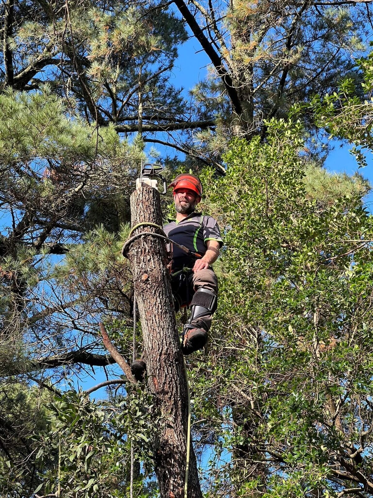 Evergreen Tree Services SA+Adelaide-HERO-Sml