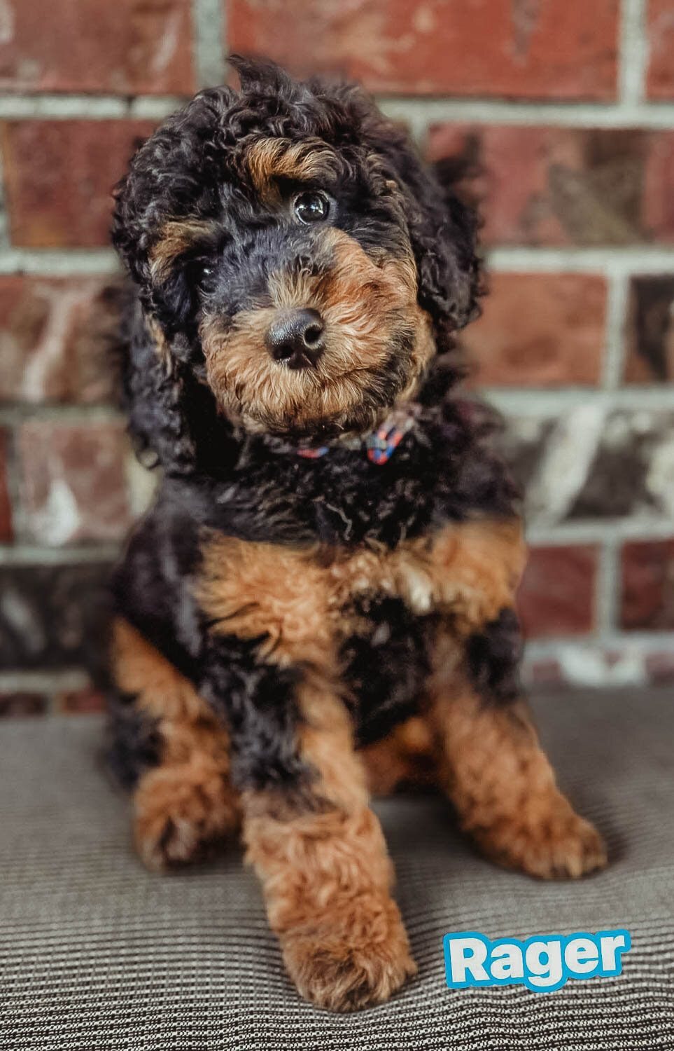 Salish Sea Miniature Poodles--156