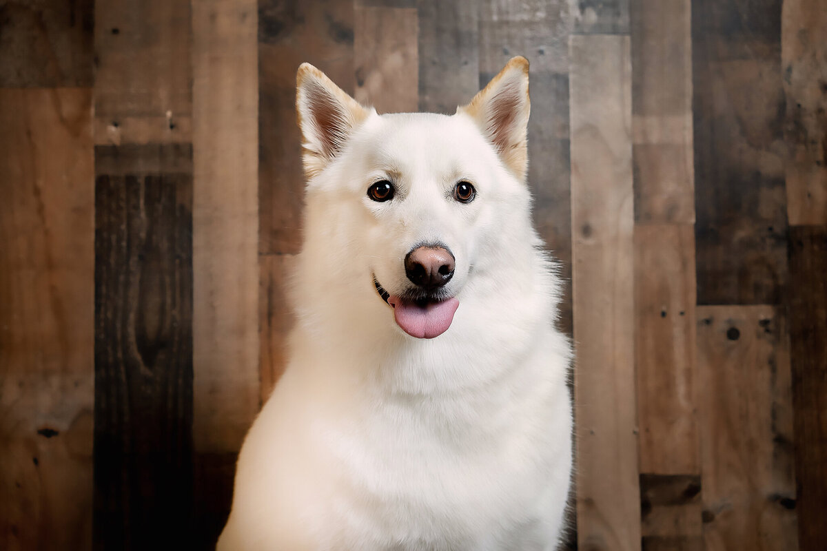 New Orleans Pet Photographer 68