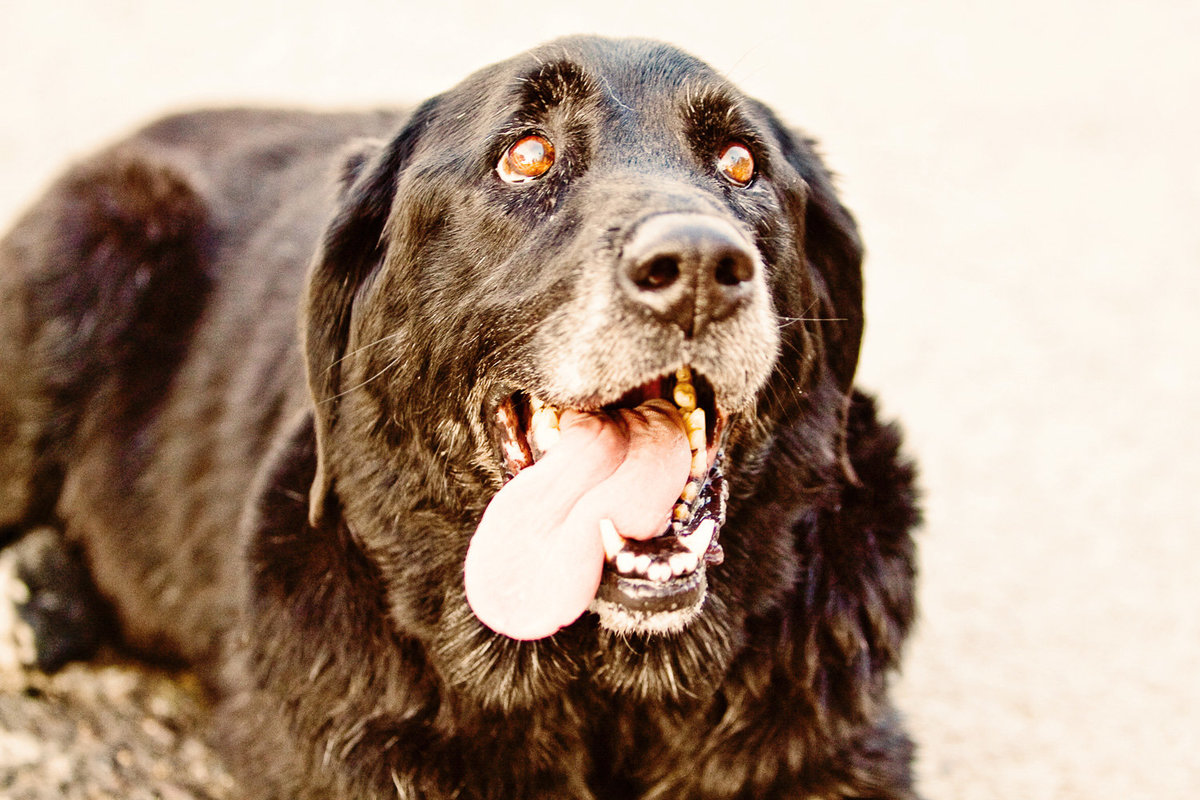 sacramento pet photographer, pet photographer sacramento, pet photos, pet photography, san francisco pet photos, pet photo sessions, pet photographer, pet photos sacramento, pet photos san francisco, family pet photos, family pet photo sessions