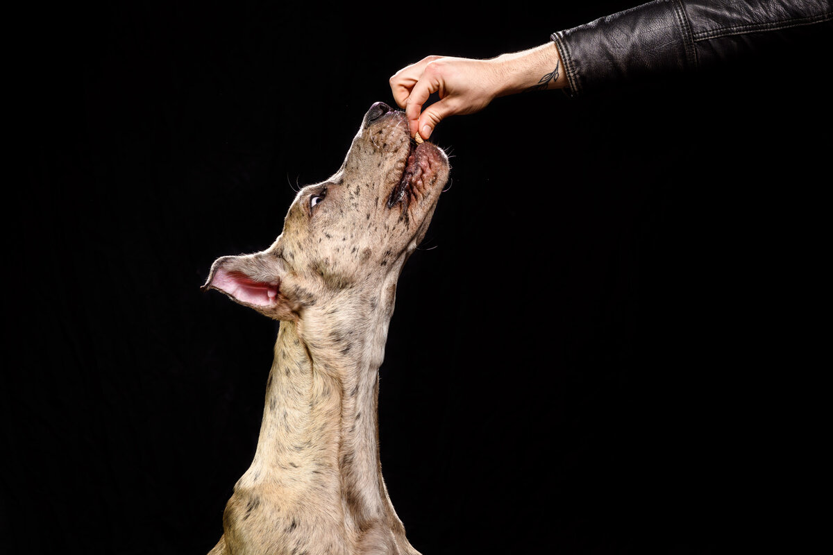 A dog stretches up his neck to receive a treat coming from the arm of a person offscreen