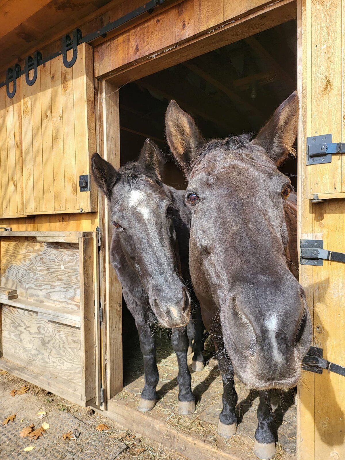 horses