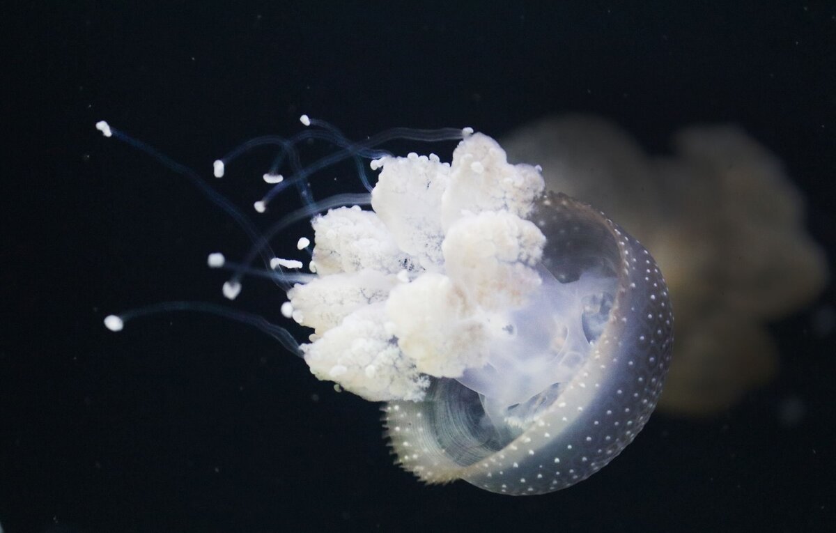 Jellyfish-b79f2d36-2500