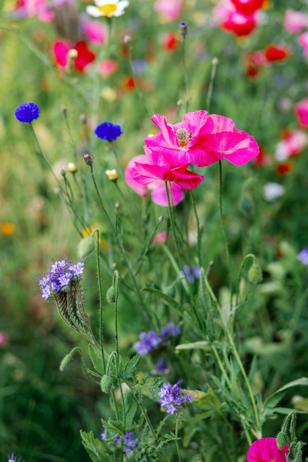 La-Vie-Photo-354