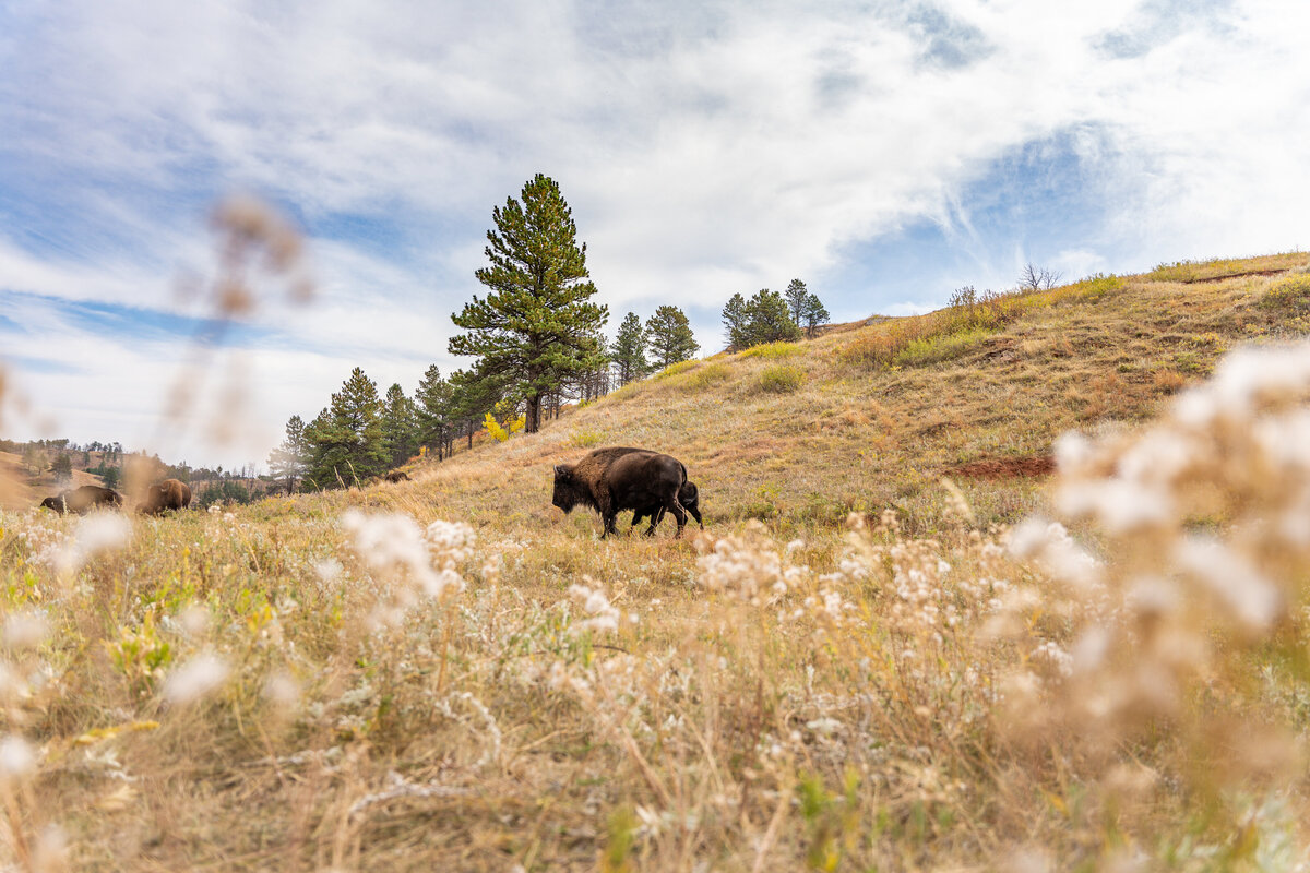 Minnekahta Bungalows_Wind Cave National Park (31)