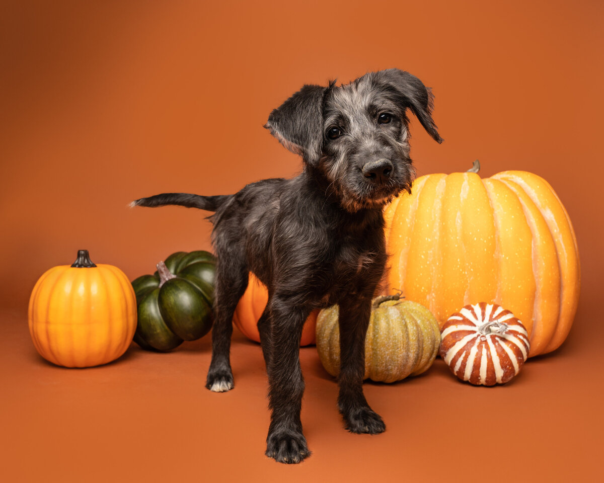 Dallas-dog-photography-studio-pumpkins