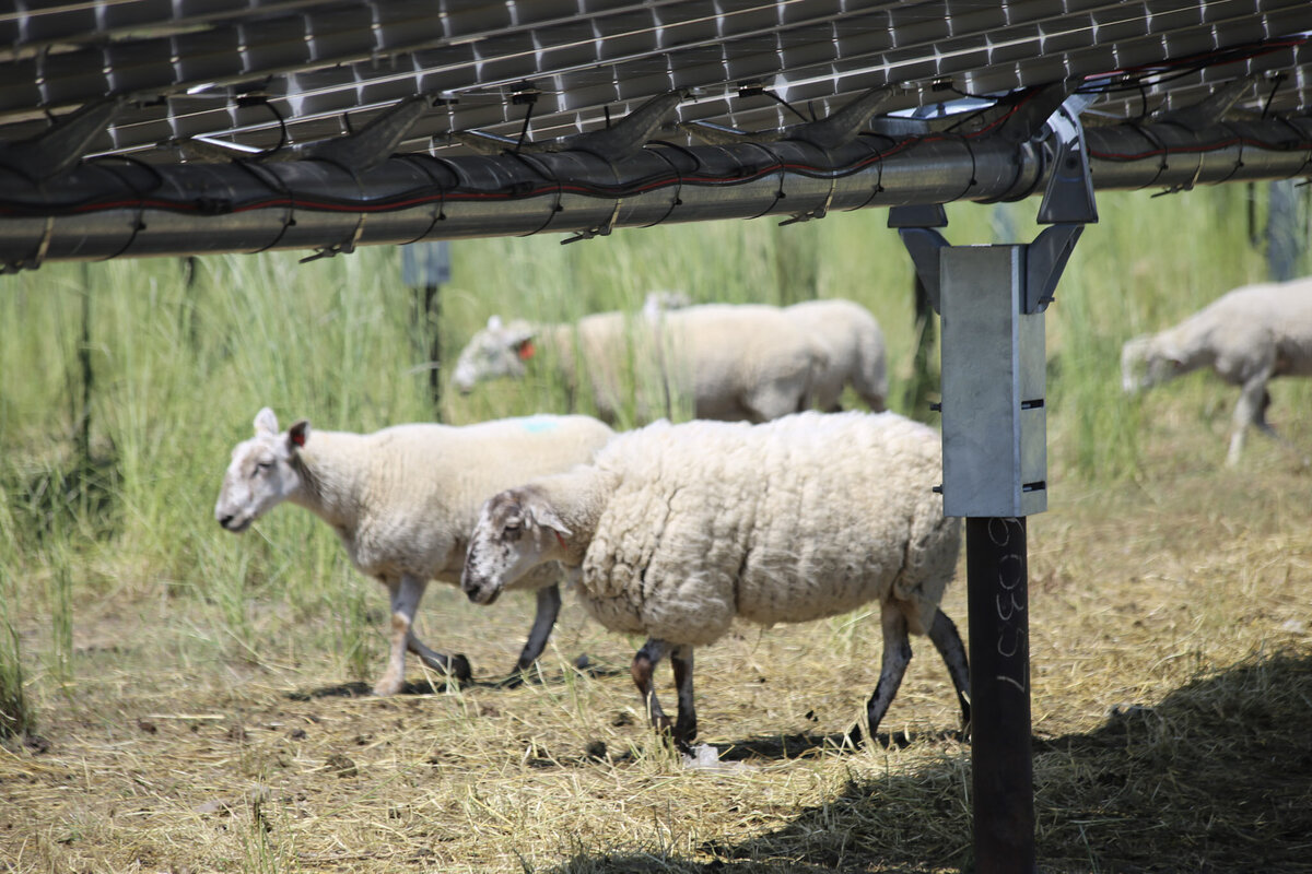 Yetwood Farms solar panel vegetation management sheep 7